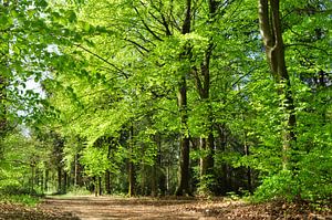 Hêtres dans la forêt