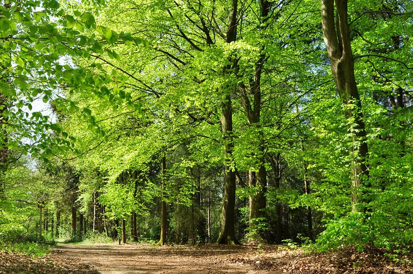 Beech trees in the forest by Corinne Welp