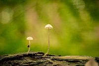 Herfst taferelen 2019