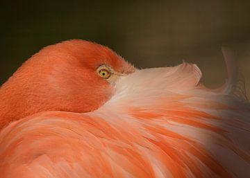 flamingo ; ik zie je wel