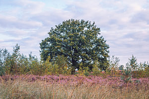 Die Farbpalette der Kalmthoutse Heide