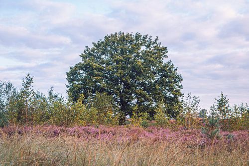 Palette de couleurs de la Kalmthoutse Heide