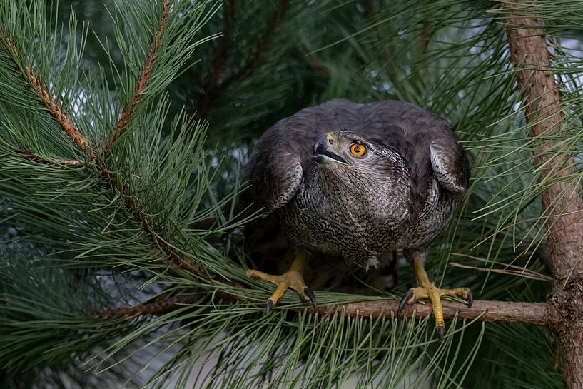 Autour des palombes dans un arbre par Egon Zitter
