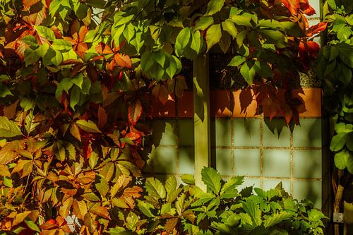 Leaves and Tile Pattern
