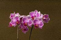 Orchid
