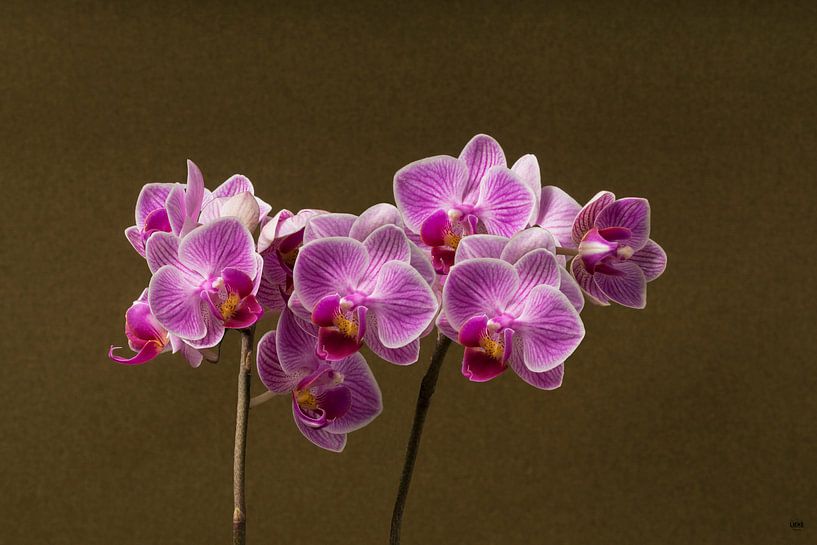 Orchid by Lieke van Grinsven van Aarle