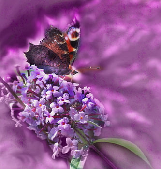 Sommerflieder