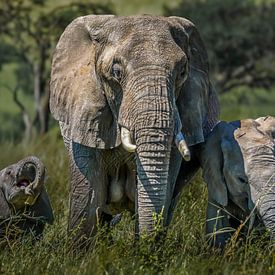 Mother elephant with smiling baby elephants in tall grass by Erwin Floor