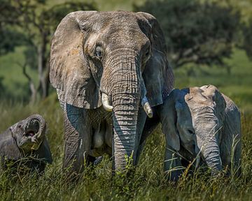 Mother elephant with smiling baby elephants in tall grass by Erwin Floor
