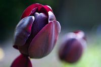 Tulip opens