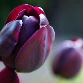 Tulp gaat open van Emi Barendse