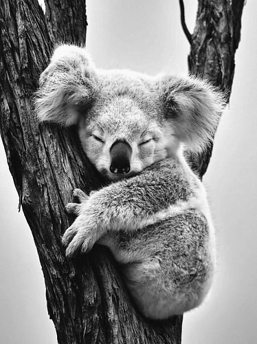 Black-and-white photograph of a sleeping koala