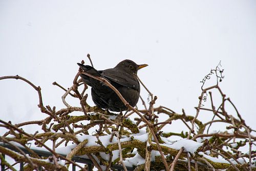 Blackbird in the snow