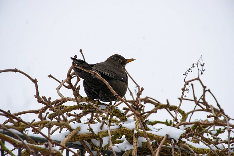 Blackbird in the snow by Ingrid de Vos - Boom