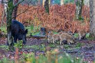 Wild boar with friskies in the forest by Evert Jan Kip thumbnail