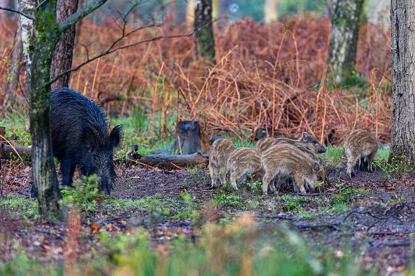 Wild boar with friskies in the forest by Evert Jan Kip
