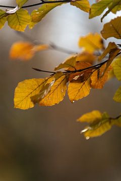 Autumn leaves by René Jonkhout