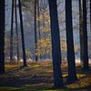Mystiek  bos van ArtelierGerdah
