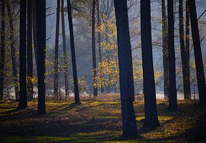 Mystiek  bos