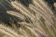 Flowering grass by Bella Luna Fotografie thumbnail