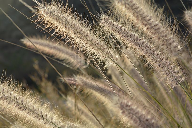 Flowering grass by Bella Luna Fotografie