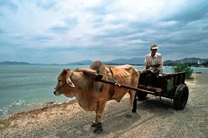 Wasserbüffel und Bauer in Nha Trang 