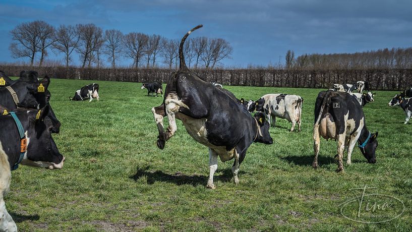 Joy jump by Tina Linssen