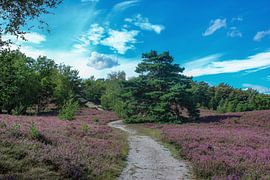 Brunssummerheide by Linda Herfs