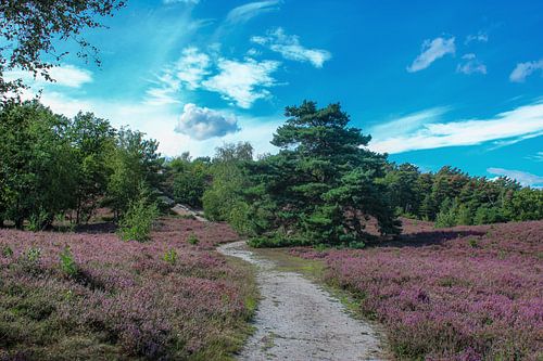 Brunssummerheide