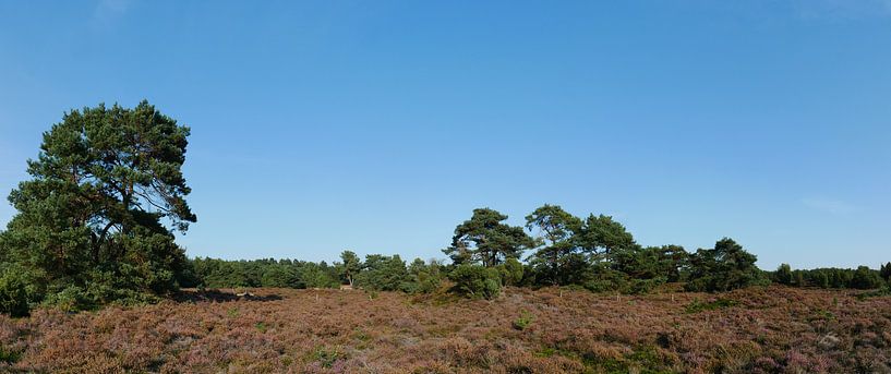 Heideland mit Waldkiefern von Wim vd Neut