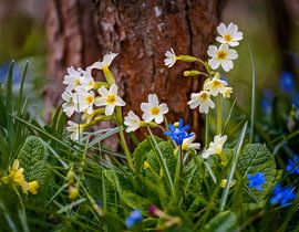 Yellow primrose flowers in the garden