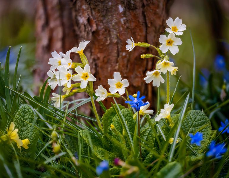 Fleurs de primrose jaune dans le jardin par ManfredFotos