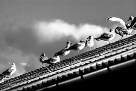 Crowding on the roof ridge by Norbert Sülzner