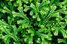 Serpent's Spel - V2 van Fabrizio Gallo