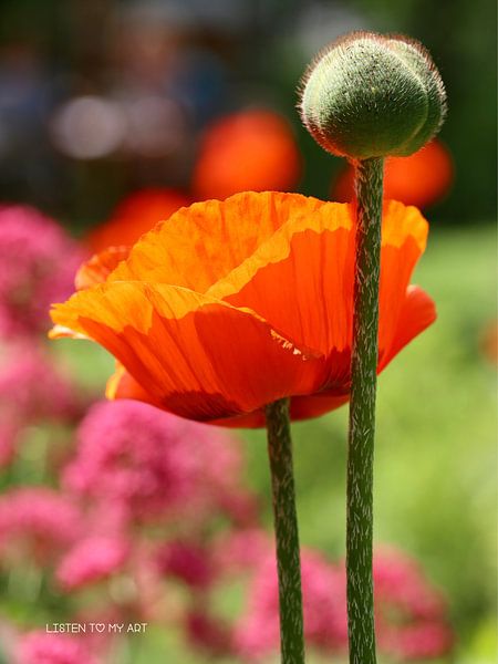 Poppy Love | A beautiful red poppy also called poppy by Wil Vervenne