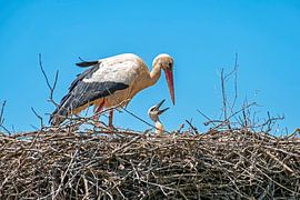 Mère et bébé cigogne se nourrissant sur le nid sur Eye on You