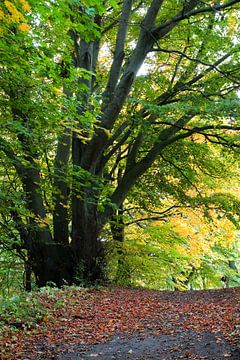 Herbstbaum von Ostsee Bilder