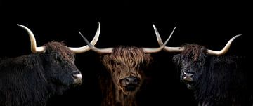 Drie Schotse Hooglanders met zwarte achtergrond