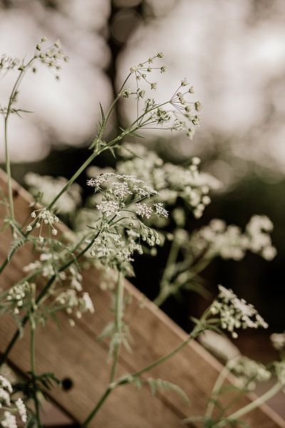 Kuhfladen von Tessa in Focus