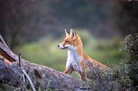 Fox cub on the lookout. by Maurice van de Waarsenburg thumbnail