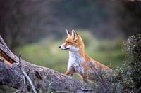 Fox cub on the lookout.