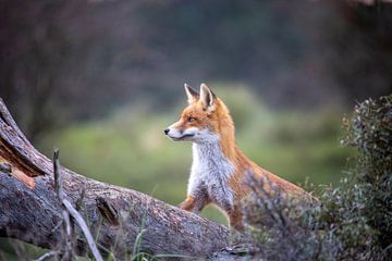 Fox cub on the lookout. by Maurice van de Waarsenburg