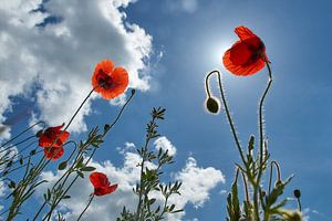 Coquelicots au soleil