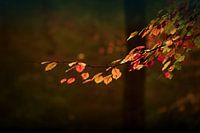 In case of autumn - autumn branch