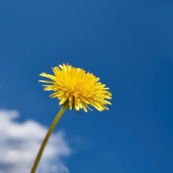 Dandelion flower by Heiko Kueverling