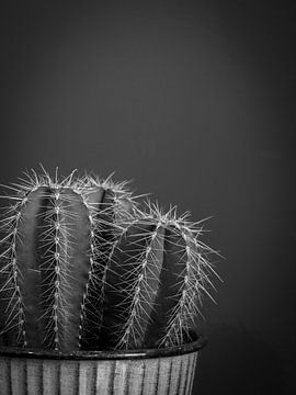 Donkere cactus in zwart wit - moody natuur fotografie van Christa Stroo fotografie