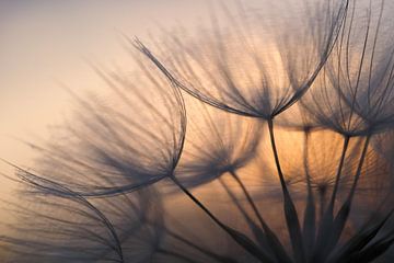 Zonsopkomst achter paardenbloem. van Astrid Brouwers