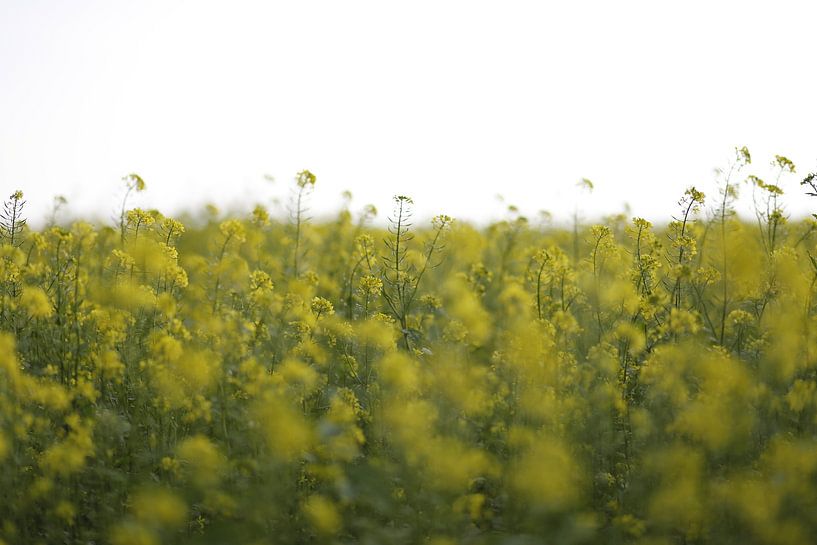 Gelbe Blumen von Janine Bekker Photography