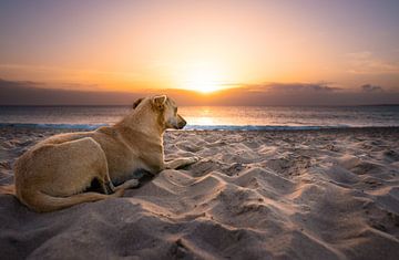 Hond op het strand bij zonsondergang van Raphotography
