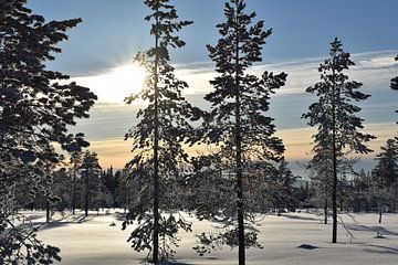 Snow landscape
